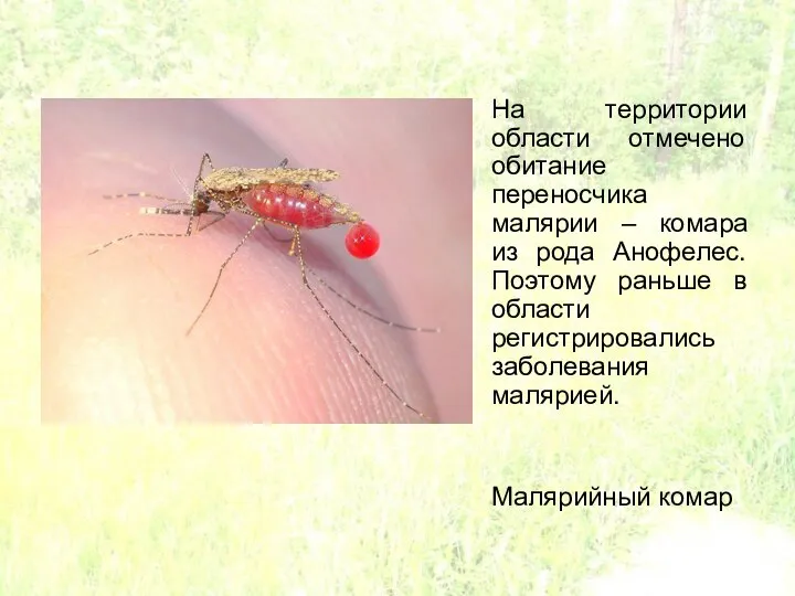 На территории области отмечено обитание переносчика малярии – комара из рода Анофелес.