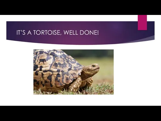 IT’S A TORTOISE, WELL DONE!