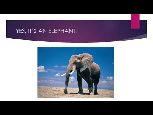 YES, IT’S AN ELEPHANT!