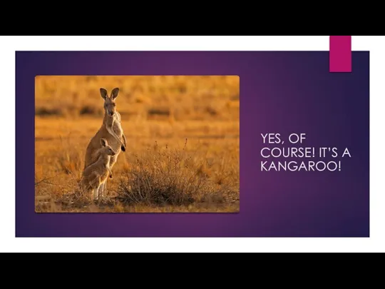 YES, OF COURSE! IT’S A KANGAROO!