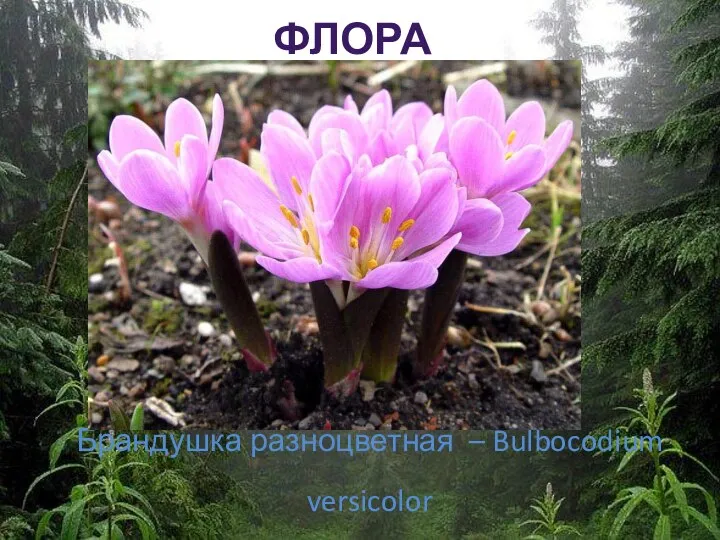Брандушка разноцветная – Bulbocodium versicolor ФЛОРА ЗАПОВЕДНИКА