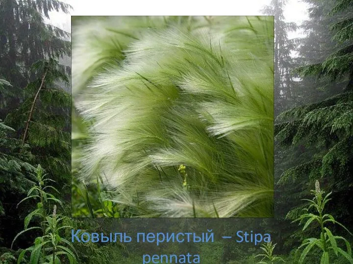 Ковыль перистый – Stipa pennata