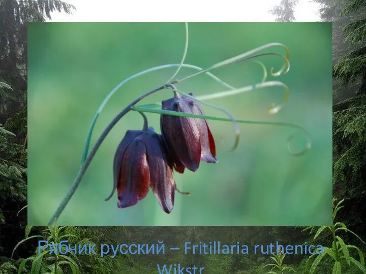 Рябчик русский – Fritillaria ruthenica Wikstr
