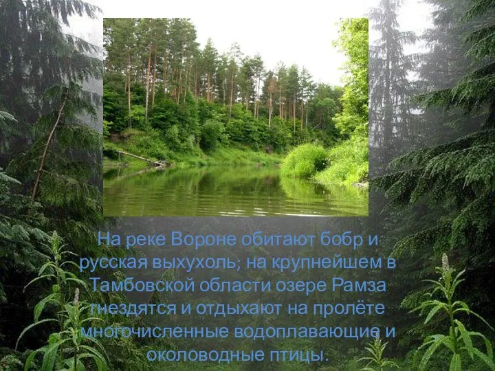На реке Вороне обитают бобр и русская выхухоль; на крупнейшем в Тамбовской