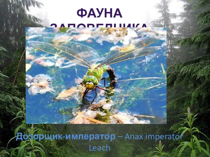 ФАУНА ЗАПОВЕДНИКА Дозорщик-император – Anax imperator Leach