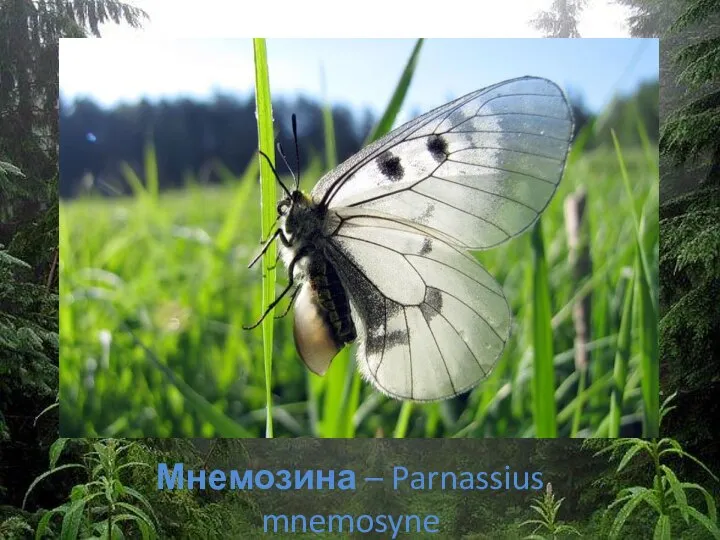 Мнемозина – Parnassius mnemosyne