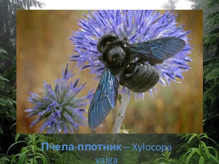 Пчела-плотник – Xylocopa valga