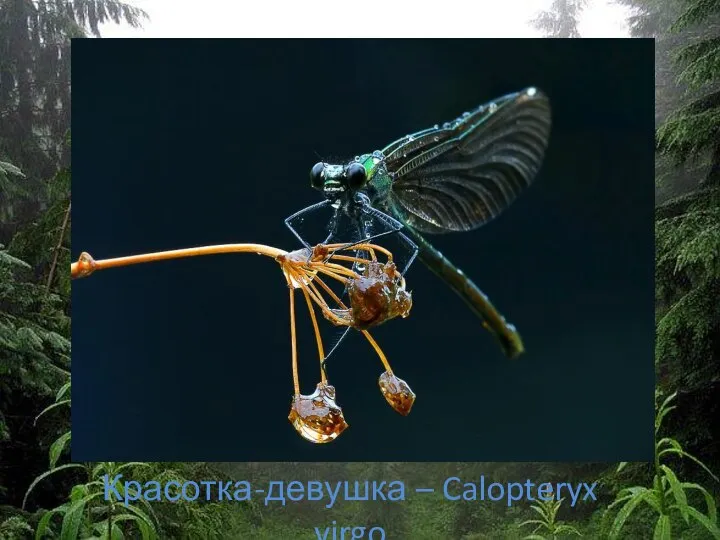 Красотка-девушка – Calopteryx virgo