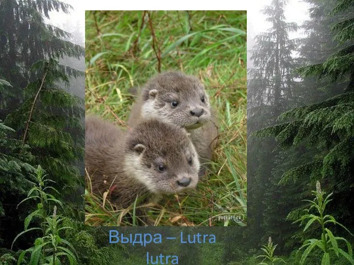 Выдра – Lutra lutra