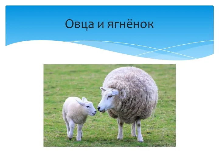 Овца и ягнёнок