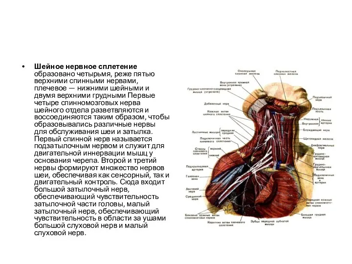 Шейное нервное сплетение образовано четырьмя, реже пятью верхними спинными нервами, плечевое —