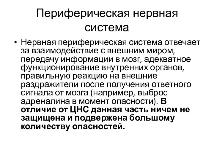 Периферическая нервная система Нервная периферическая система отвечает за взаимодействие с внешним миром,