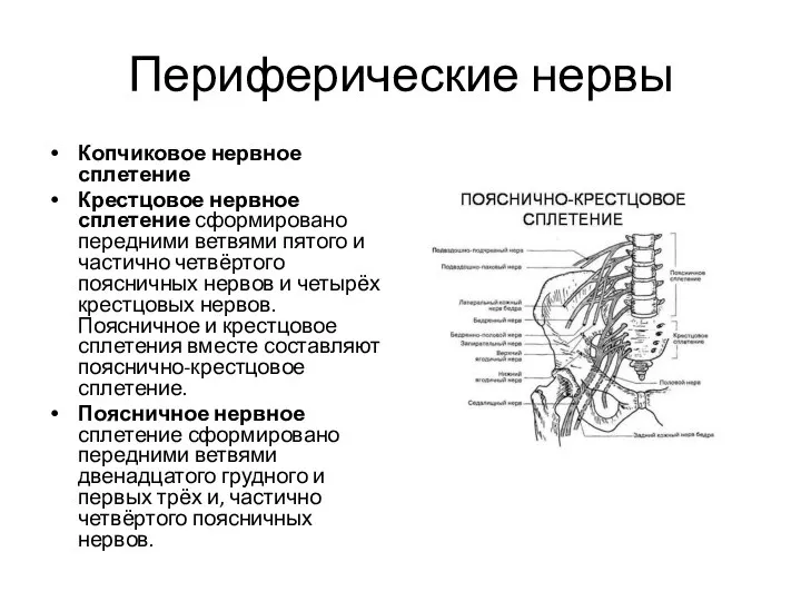Периферические нервы Копчиковое нервное сплетение Крестцовое нервное сплетение сформировано передними ветвями пятого