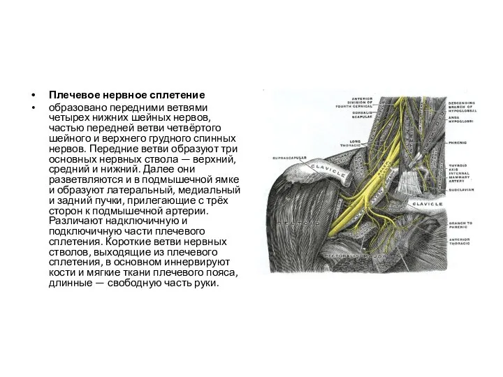 Плечевое нервное сплетение образовано передними ветвями четырех нижних шейных нервов, частью передней