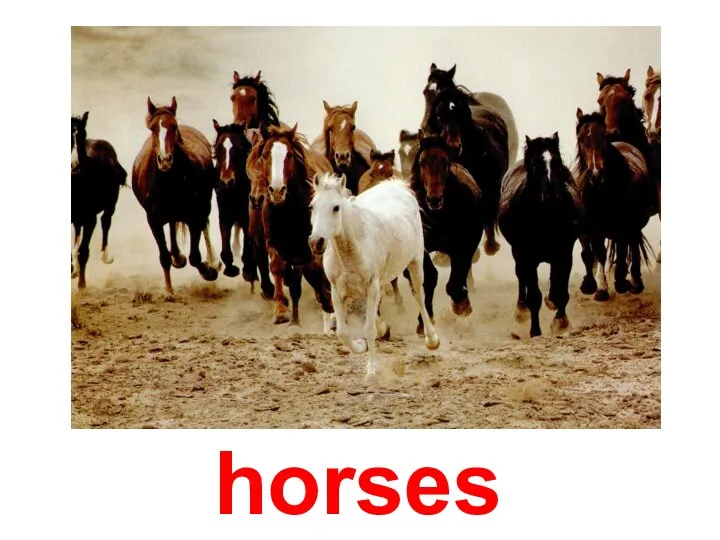 horses