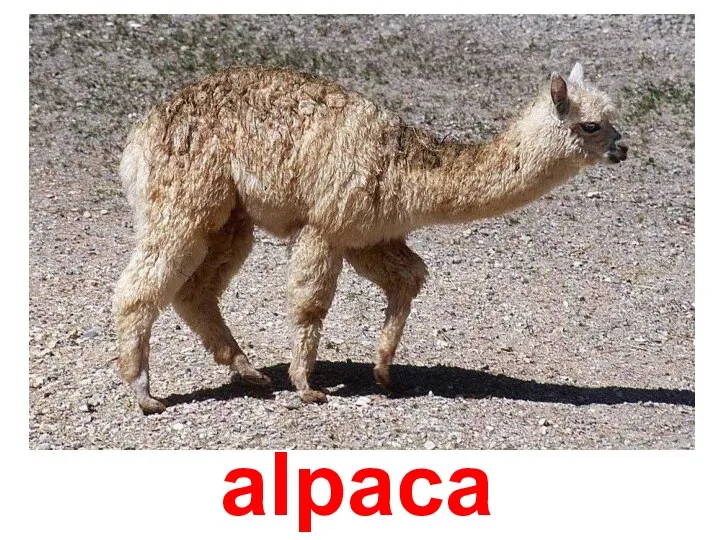 alpaca