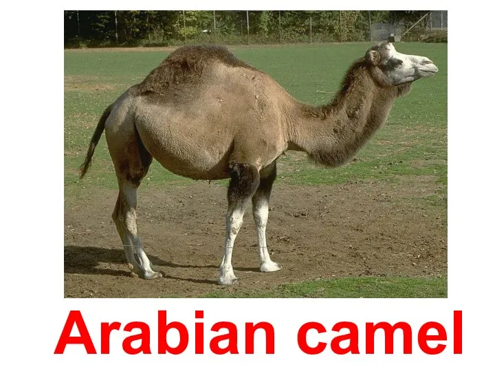 Arabian camel