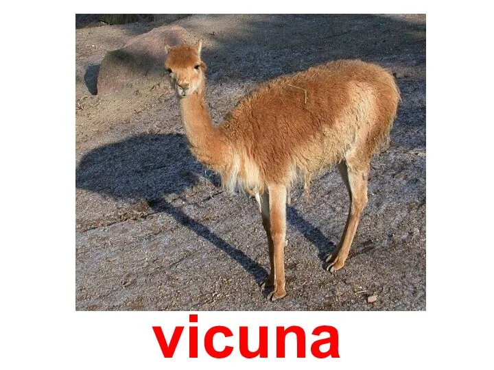 vicuna