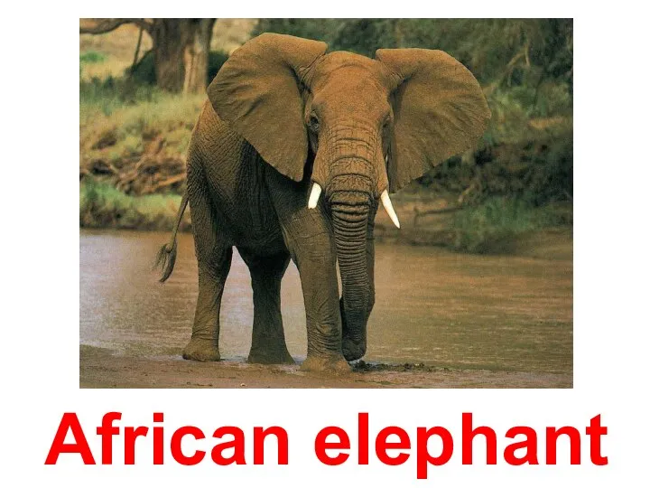 African elephant