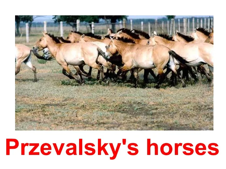 Przevalsky's horses