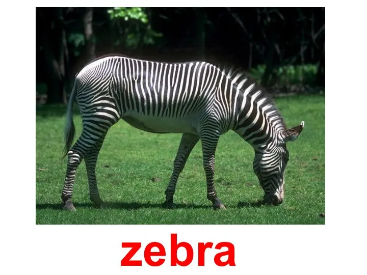 zebra