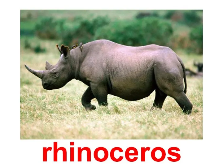 rhinoceros