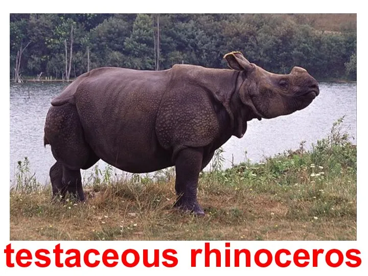 testaceous rhinoceros