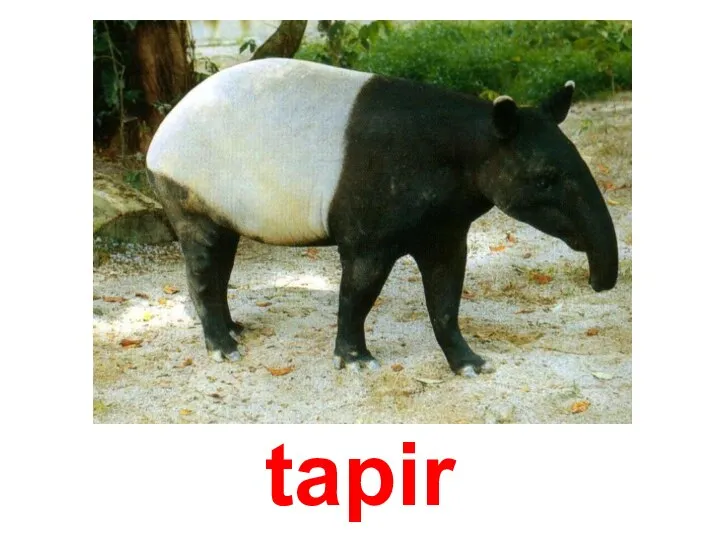 tapir