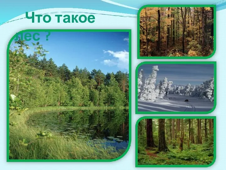 Что такое лес ?