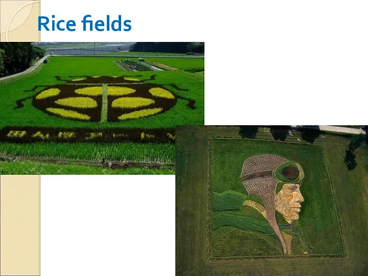 Rice fields