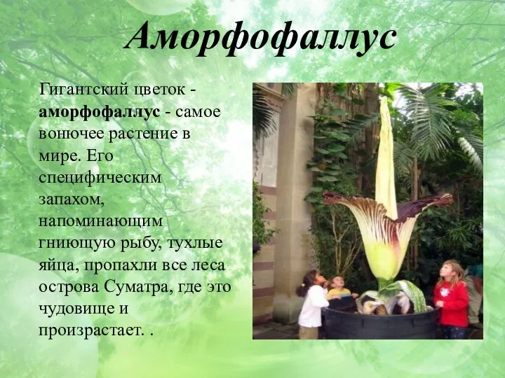 Аморфофаллус Гигантский цветок - аморфофаллус - самое вонючее растение в мире. Его