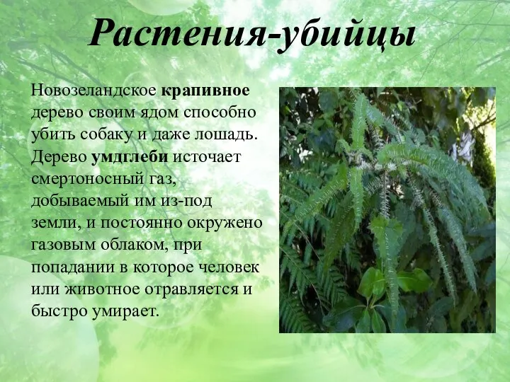 Растения-убийцы Новозеландское крапивное дерево своим ядом способно убить собаку и даже лошадь.