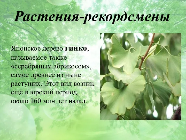 Растения-рекордсмены Японское дерево гинко, называемое также «серебряным абрикосом», - самое древнее из