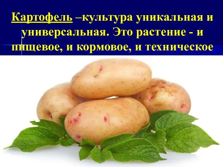 Картофель –культура уникальная и универсальная. Это растение - и пищевое, и кормовое, и техническое