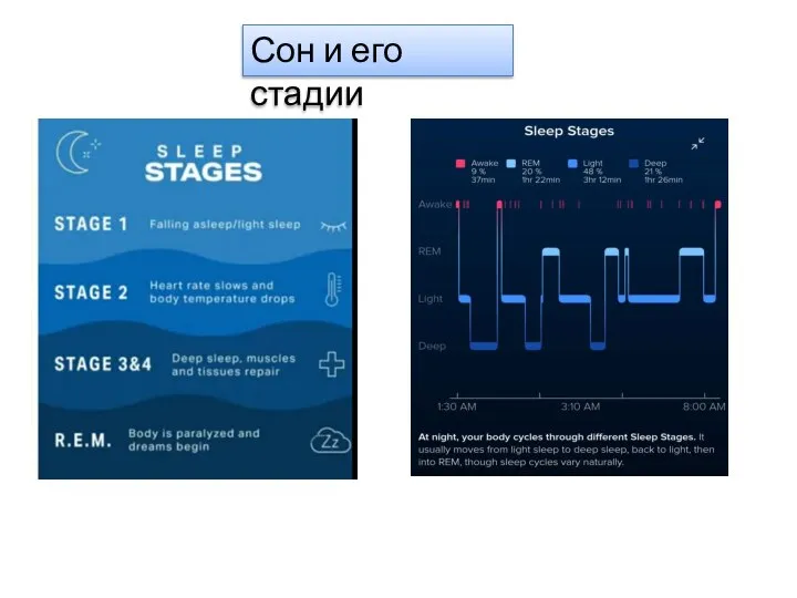 Сон и его стадии