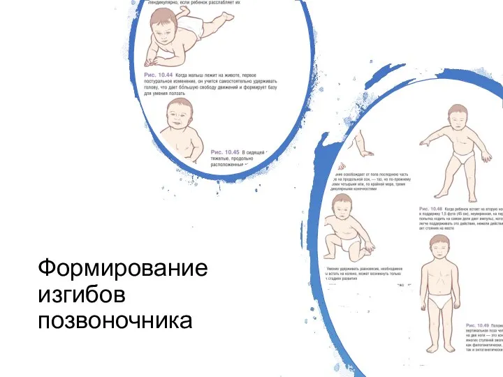 Формирование изгибов позвоночника