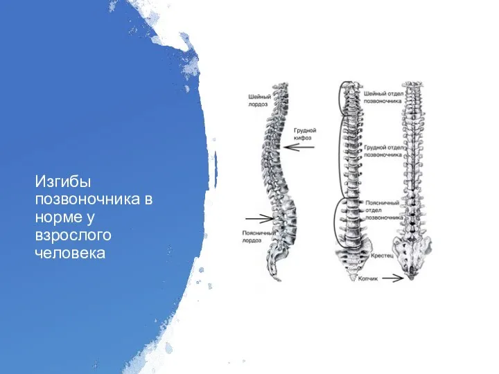 Изгибы позвоночника в норме у взрослого человека