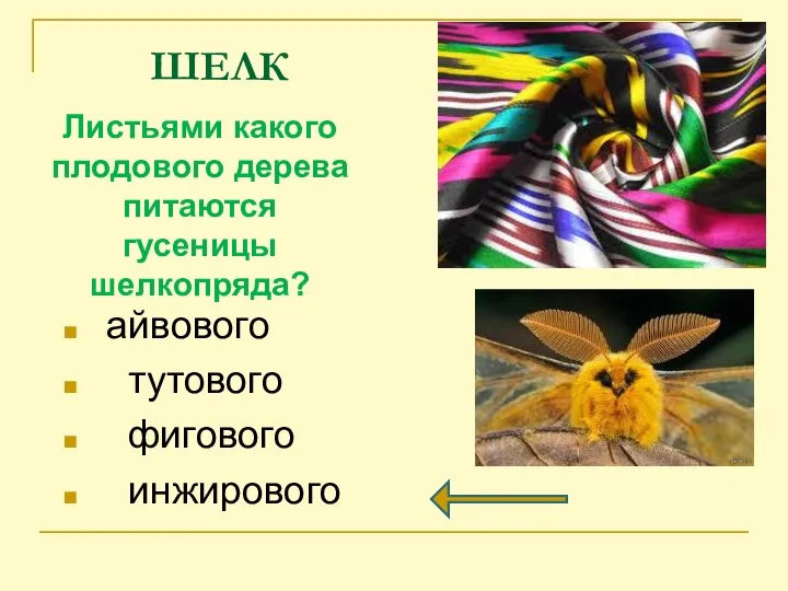 ШЕЛК Листьями какого плодового дерева питаются гусеницы шелкопряда? айвового тутового фигового инжирового