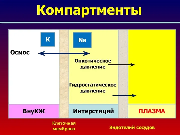 Компартменты Осмос Онкотическое давление Гидростатическое давление ВнуКЖ Интерстиций ПЛАЗМА Клеточная мембрана Эндотелий сосудов К Na