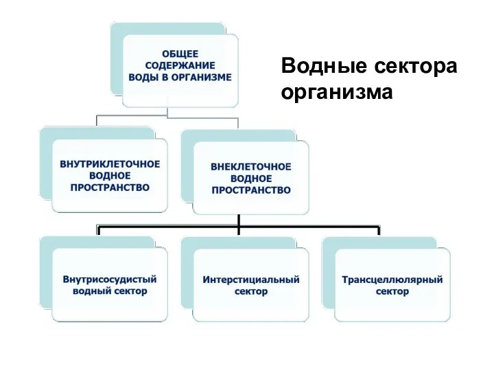 Водные сектора организма