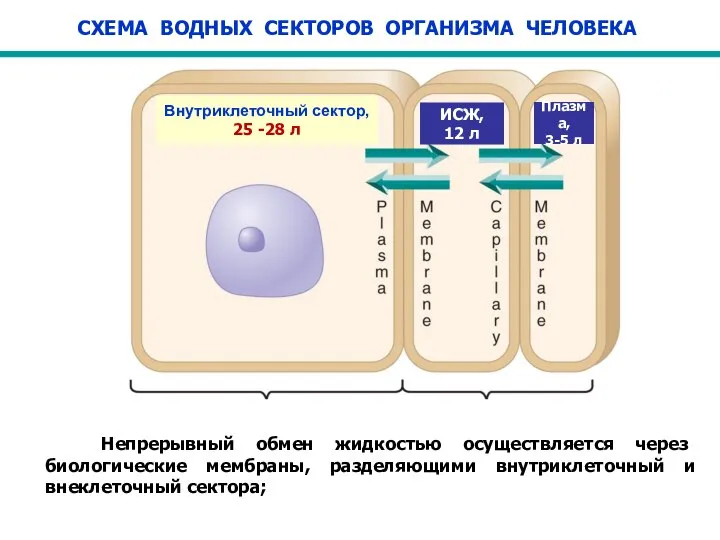 СХЕМА ВОДНЫХ СЕКТОРОВ ОРГАНИЗМА ЧЕЛОВЕКА Внутриклеточный сектор, 25 -28 л ИСЖ, 12