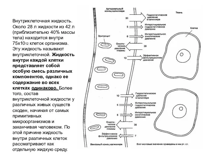 Внутриклеточная жидкость. Около 28 л жидкости из 42 л (приблизительно 40% массы