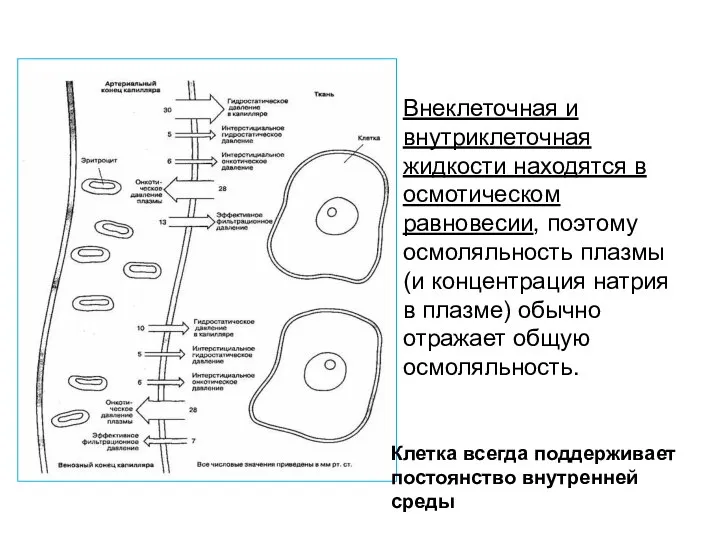 Внеклеточная и внутриклеточная жидкости находятся в осмотическом равновесии, поэтому осмоляльность плазмы (и