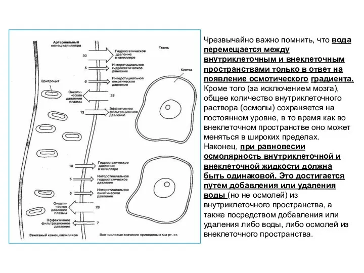 Чрезвычайно важно помнить, что вода перемещается между внутриклеточным и внеклеточным пространствами только