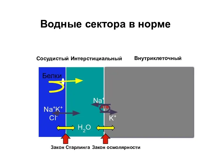 H2O Внутриклеточный Prot H2O Сосудистый Интерстициальный Белки Водные сектора в норме Закон Старлинга Закон осмолярности АТФ