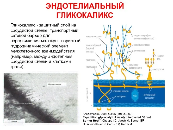 ЭНДОТЕЛИАЛЬНЫЙ ГЛИКОКАЛИКС Гликокаликс - защитный слой на сосудистой стенке, транспортный сетевой барьер