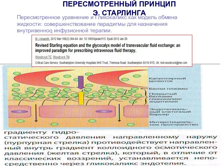 ПЕРЕСМОТРЕННЫЙ ПРИНЦИП Э. СТАРЛИНГА Пересмотренное уравнение и Гликокаликс как модель обмена жидкости: