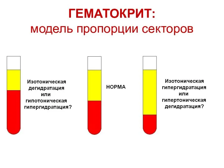 ГЕМАТОКРИТ: модель пропорции секторов