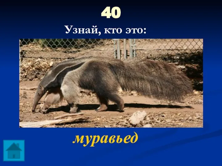 40 муравьед Узнай, кто это: