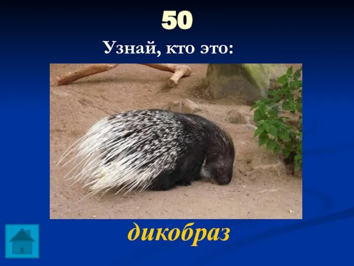 50 дикобраз Узнай, кто это: